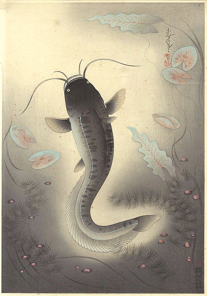 Ono Bakufu “Great Japanese Fish Picture Collection / The Namazu (Silurus glanis asotus)”／