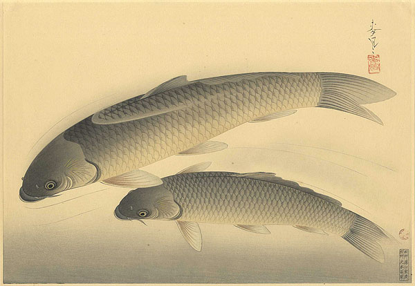 Ono Bakufu “Great Japanese Fish Picture Collection / The Magoi (Black Carp) ”／