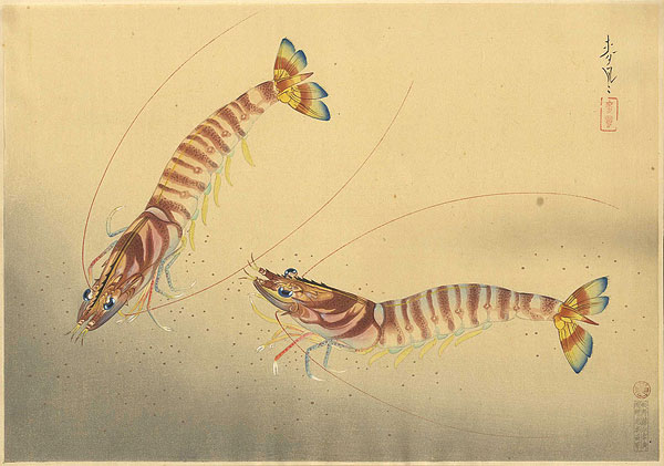 Ono Bakufu “Great Japanese Fish Picture Collection / The Kurumaebi (Prawn) ”／