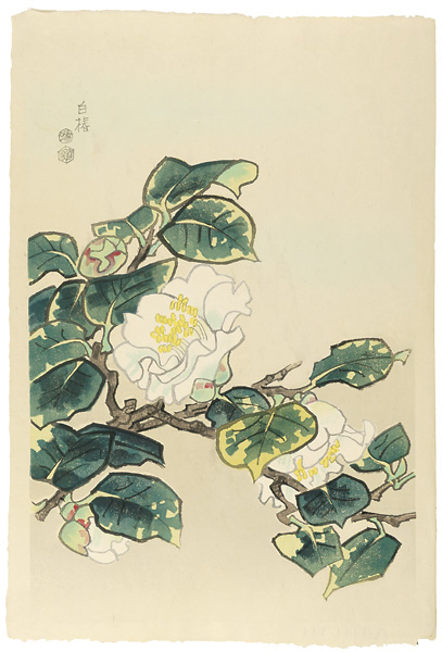 Kotozuka  Eiichi “White Camellia”／