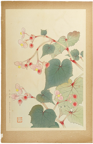 Fukuda Suiko “Hardy Begonia”／