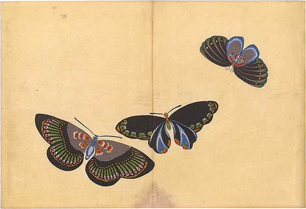 Kamisaka Sekka “A Print from a Thousand Butterflies”／