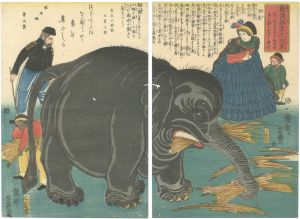 Yoshitoyo/Great Elephant Recently Imported from Overseas[新渡舶来之大象]