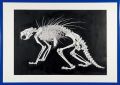 <strong>Takeda Hideo</strong><br>Canadian porcupine(Erethizon d......
