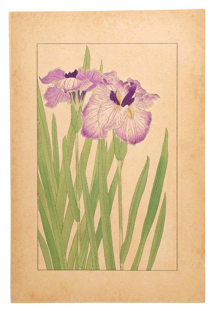 Sugiura Hisui “Japanese Iris”／