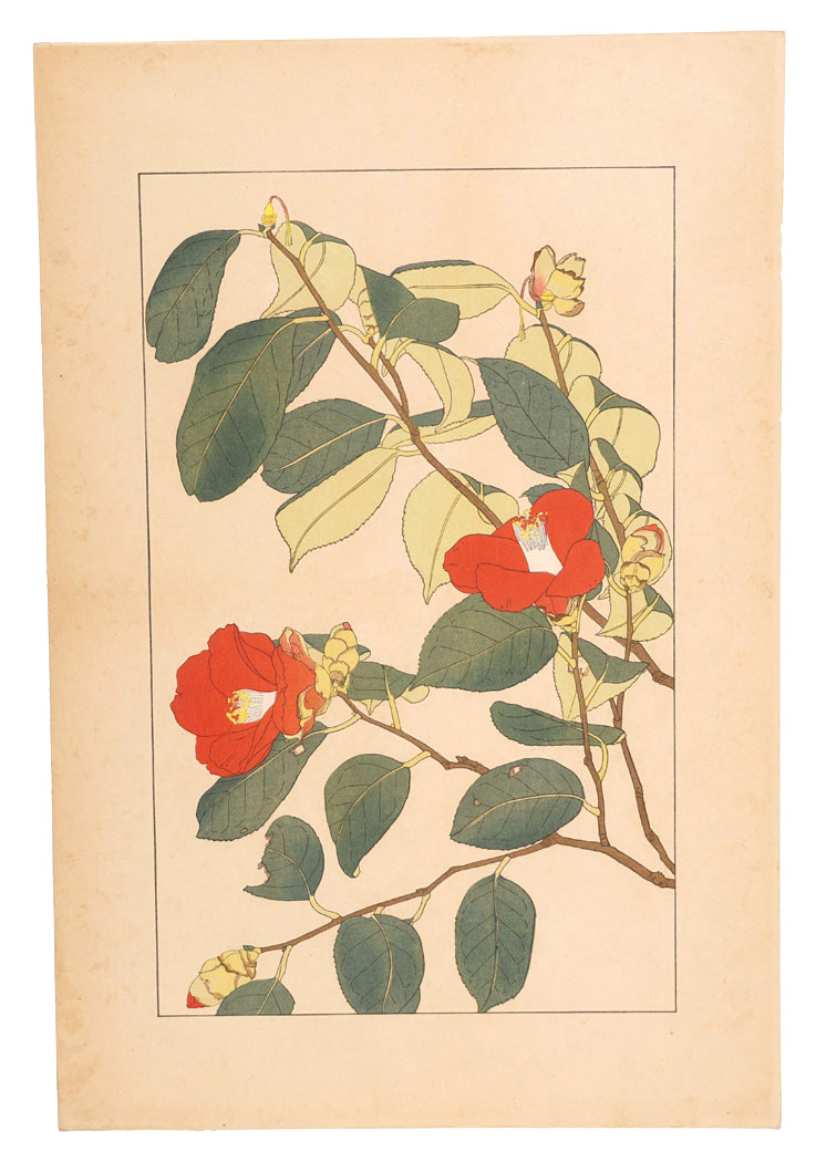 Sugiura Hisui “Camellia”／