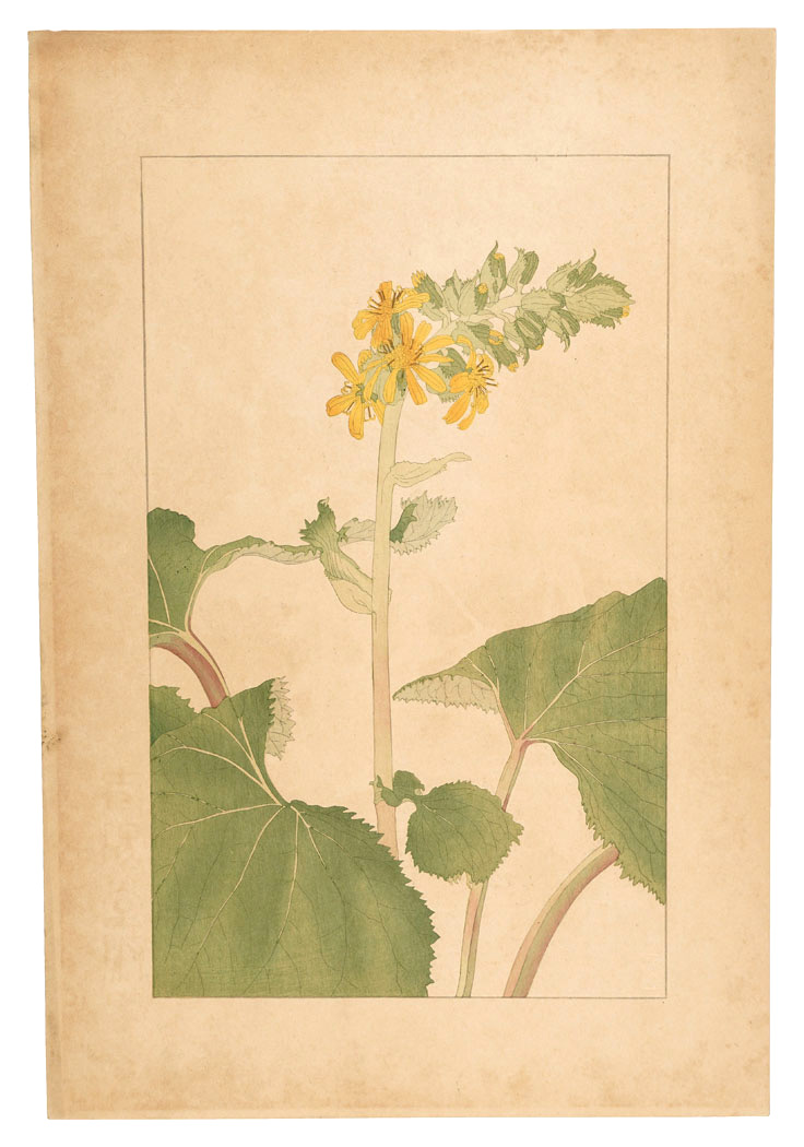 Sugiura Hisui “Ligularia fischerii”／