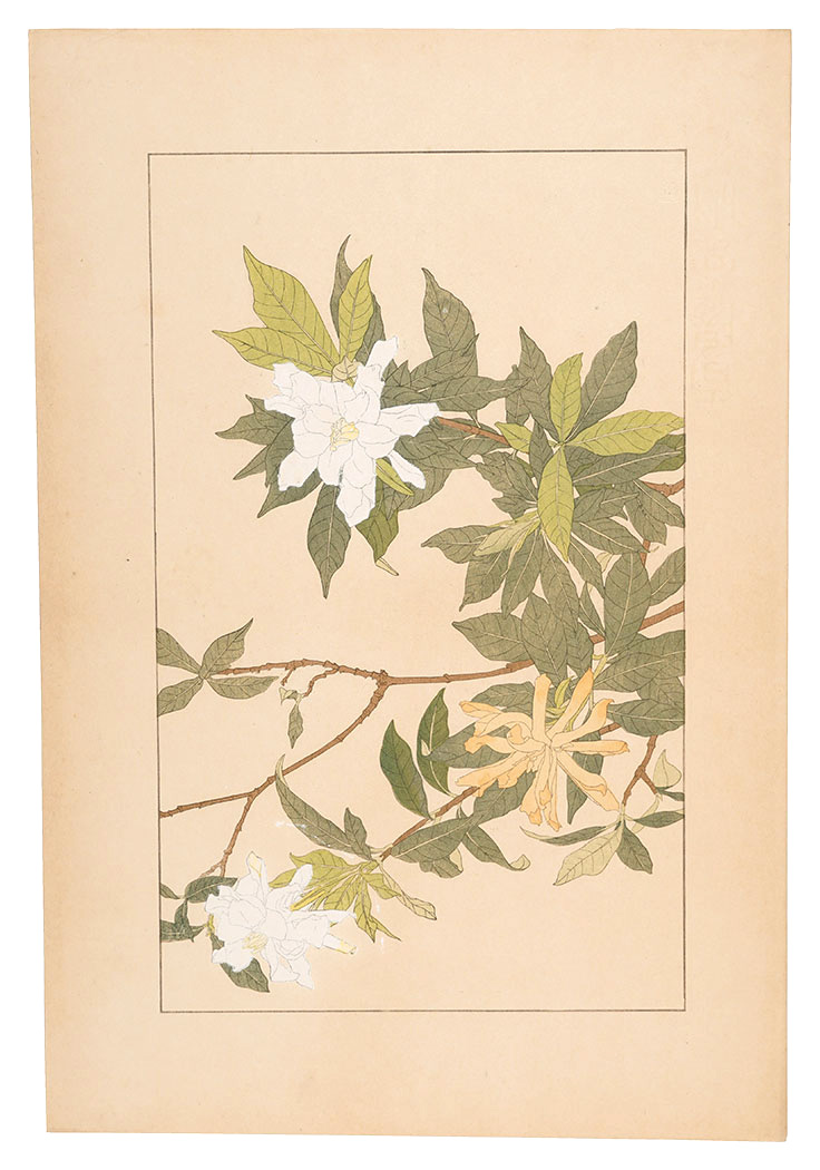 Sugiura Hisui “Gardenia”／