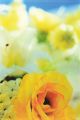 Everlasting Flowers