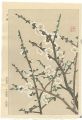 <strong>Kawarazaki Shodo</strong><br>White Plum Blossoms