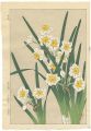 Narcissus