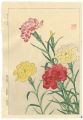<strong>Kawarazaki Shodo</strong><br>Carnation