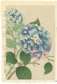 <strong>Kawarazaki Shodo</strong><br>Hydrangea