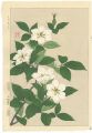 <strong>Kawarazaki Shodo</strong><br>Cape Jasmine