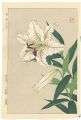 <strong>Kawarazaki Shodo</strong><br>Lily