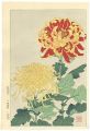 Chrysanthemum