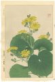 <strong>Kawarazaki Shodo</strong><br>Japanese Silverleaf 