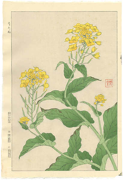 Kawarazaki Shodo “Rapeseed”／