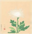 <strong>Ono Chikkyo</strong><br>White Chrysanthemum (tentative......
