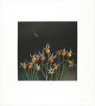 <strong>Hirota Masahisa</strong><br>二月のバラ