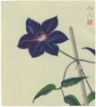 <strong>Takagi Yoshio</strong><br>Clematis