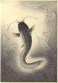 <strong>Ono Bakufu</strong><br>Great Japanese Fish Picture Co......