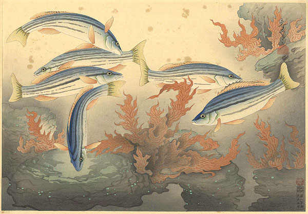 大野麥風｢大日本魚類画集  シマイサギ｣／