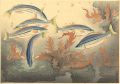 <strong>Ono Bakufu</strong><br>Fish of Japan / The SHIMAISAGI......