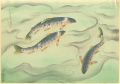 <strong>Ono Bakufu</strong><br>Fish of Japan / The Nijimasu (......