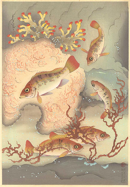 Ono Bakufu “Great Japanese Fish Picture Collection / The Mebaru (Rockfish)”／