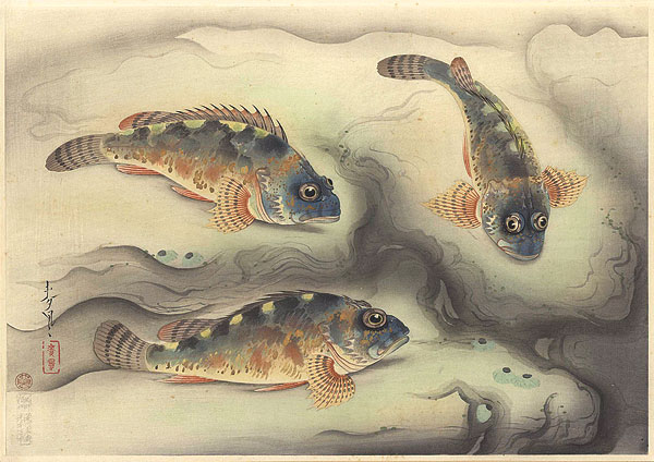 Ono Bakufu “Great Japanese Fish Picture Collection / The Kasago (Rosefish)”／