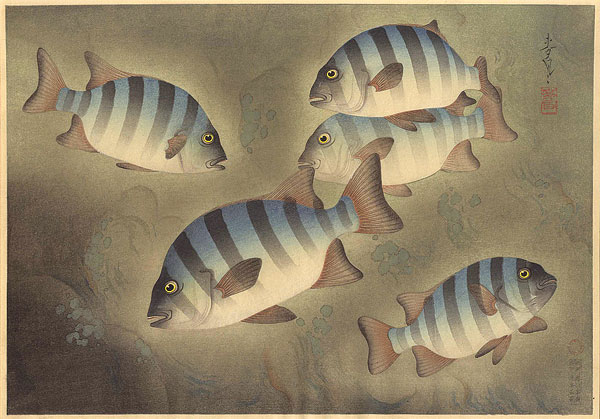 Ono Bakufu “Great Japanese Fish Picture Collection / The Ishidai (Rock Sea Bream)”／
