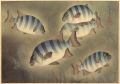 Fish of Japan / The Ishidai (R......