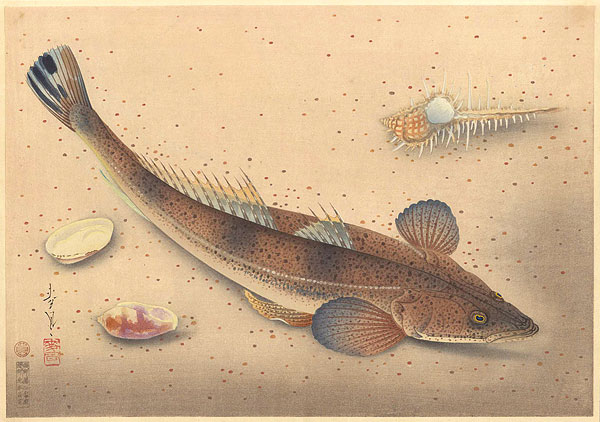 大野麥風｢大日本魚類画集　コチ｣／