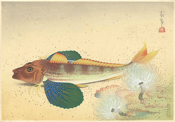 Ono Bakufu “Great Japanese Fish Picture Collection / The Hobo (Gurnard)”／