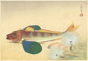 大野麥風｢大日本魚類画集　ホオボオ｣