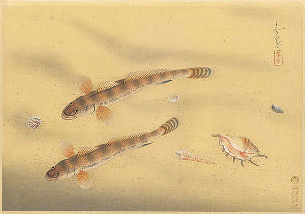 大野麥風｢大日本魚類画集　マハゼ｣／