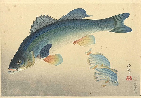 Ono Bakufu “Great Japanese Fish Picture Collection / The Suzuki (Sea Bass)”／