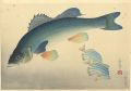 Fish of Japan / The Suzuki (Se......