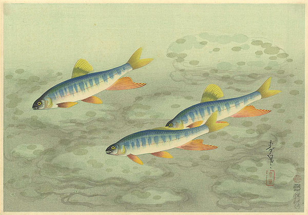 Ono Bakufu “Great Japanese Fish Picture Collection / The Oikawa (Zacco Platypus)”／