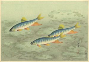 大野麥風｢大日本魚類画集　オイカワ｣