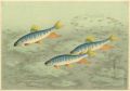 <strong>Ono Bakufu</strong><br>Fish of Japan / The Oikawa (Za......