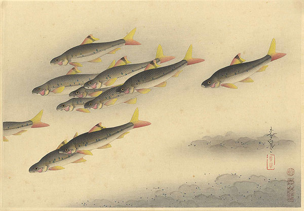 Ono Bakufu “Great Japanese Fish Picture Collection / The Higai (Sarcocheillichthys Variegatus)”／
