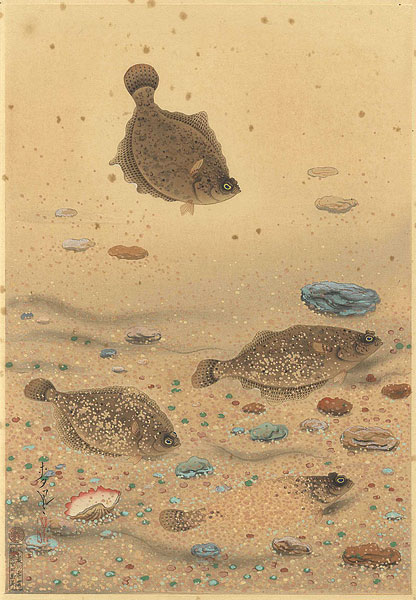 Ono Bakufu “Great Japanese Fish Picture Collection / The Karei (Floundera Flatfish)”／