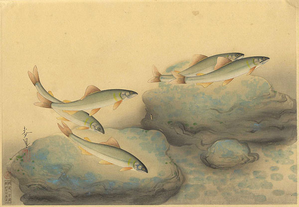 Ono Bakufu “Great Japanese Fish Picture Collection / The Ayu (Sweetfish) ”／