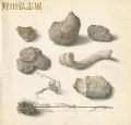<strong>明晰なる神秘 野田弘志展</strong><br>