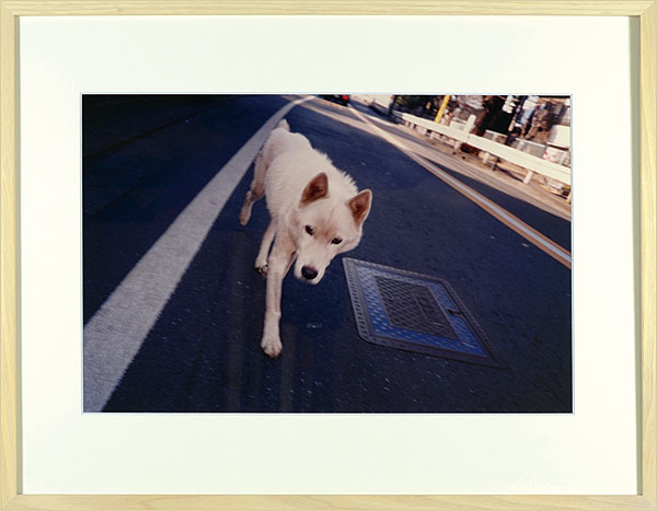 奈良美智｢写真 白い犬｣／