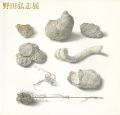 <strong>明晰なる神秘 野田弘志展</strong><br>