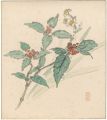 <strong>Tsuji Hisashi</strong><br>Chloranthus glaber and Narciss......