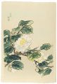 <strong>Kotozuka  Eiichi</strong><br>White Camellia